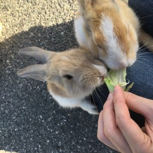 うさぎ
